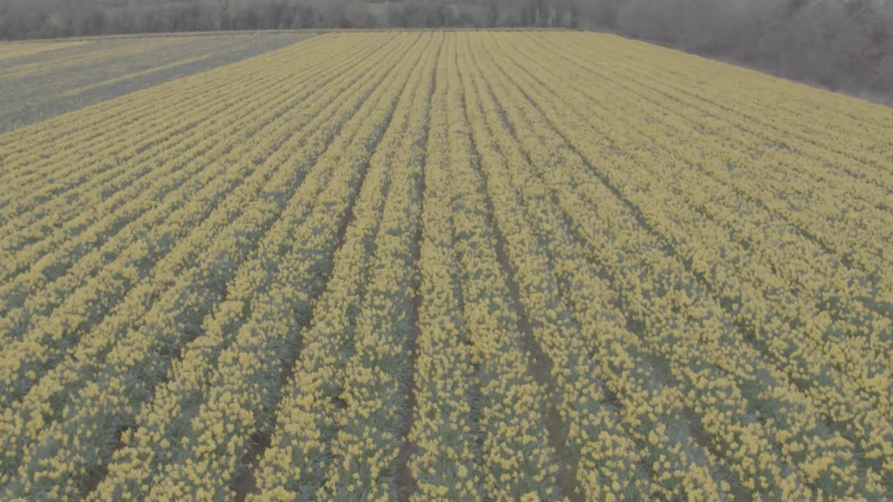 Flying over the perfect rows of healthy blooming daffodil flowers. Various green and yellows are rich in this shot as the length of the land is shown in detail