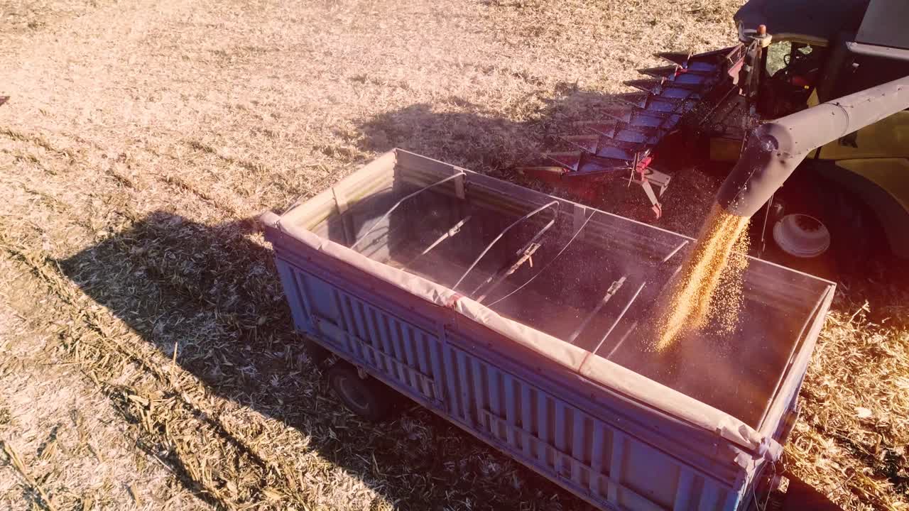 에서 옥수수 곡물을 분리하고 으로 트랙터 트레일러를 채우는 기계.