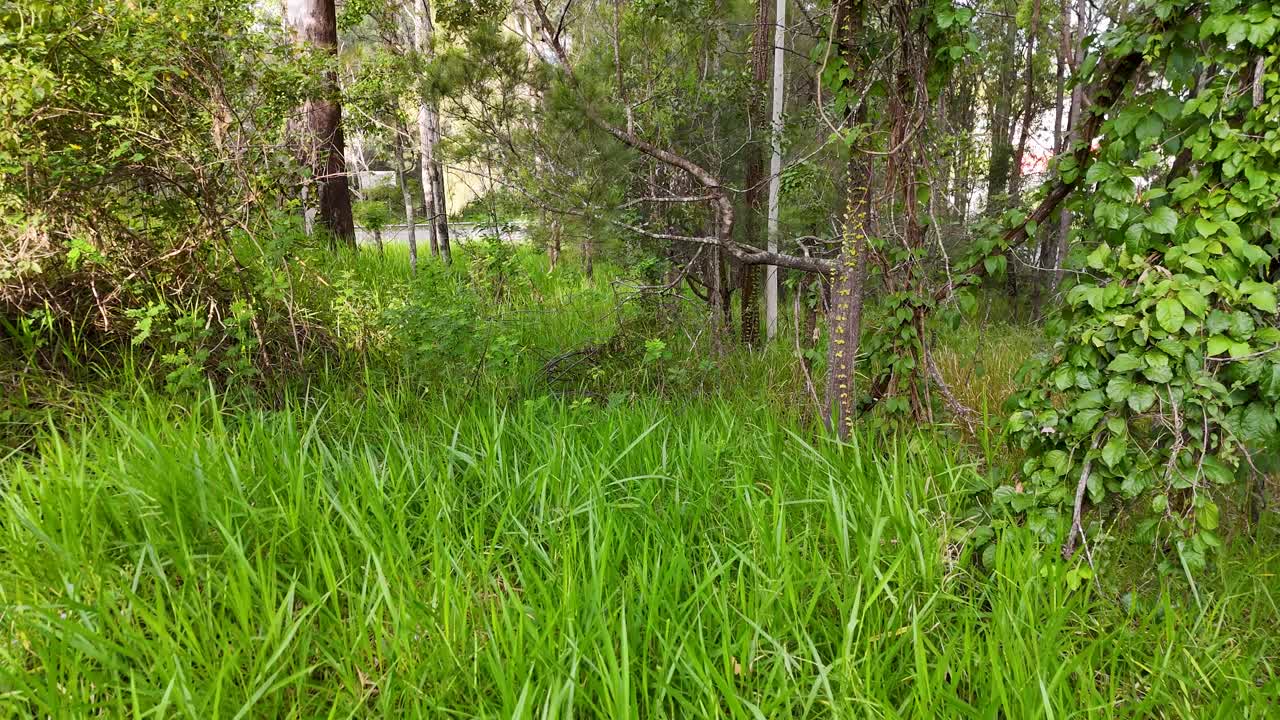 Drone captures vibrant green vegetation and trees in a serene setting. Natural lighting highlights the lush environment