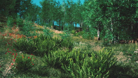 beautiful meadow in the park
