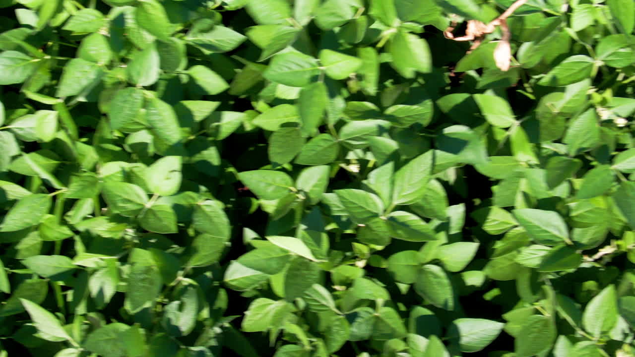 Top view of fresh green leaves of soybean plantation during daytime.