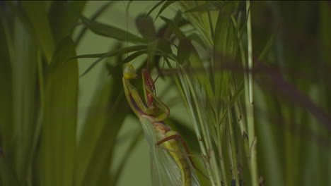 Majestic-green-mantis-insect-on-plant-leaf,-interior-background