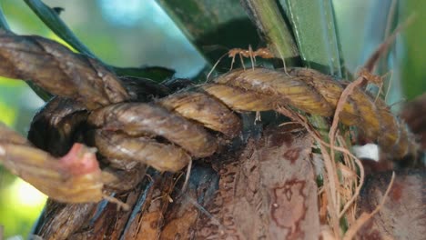 hormigas caminando sobre un coco