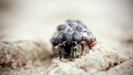 4k cinematic macro wildlife footage of a hermit crab eating and walking on the beach in slow motion