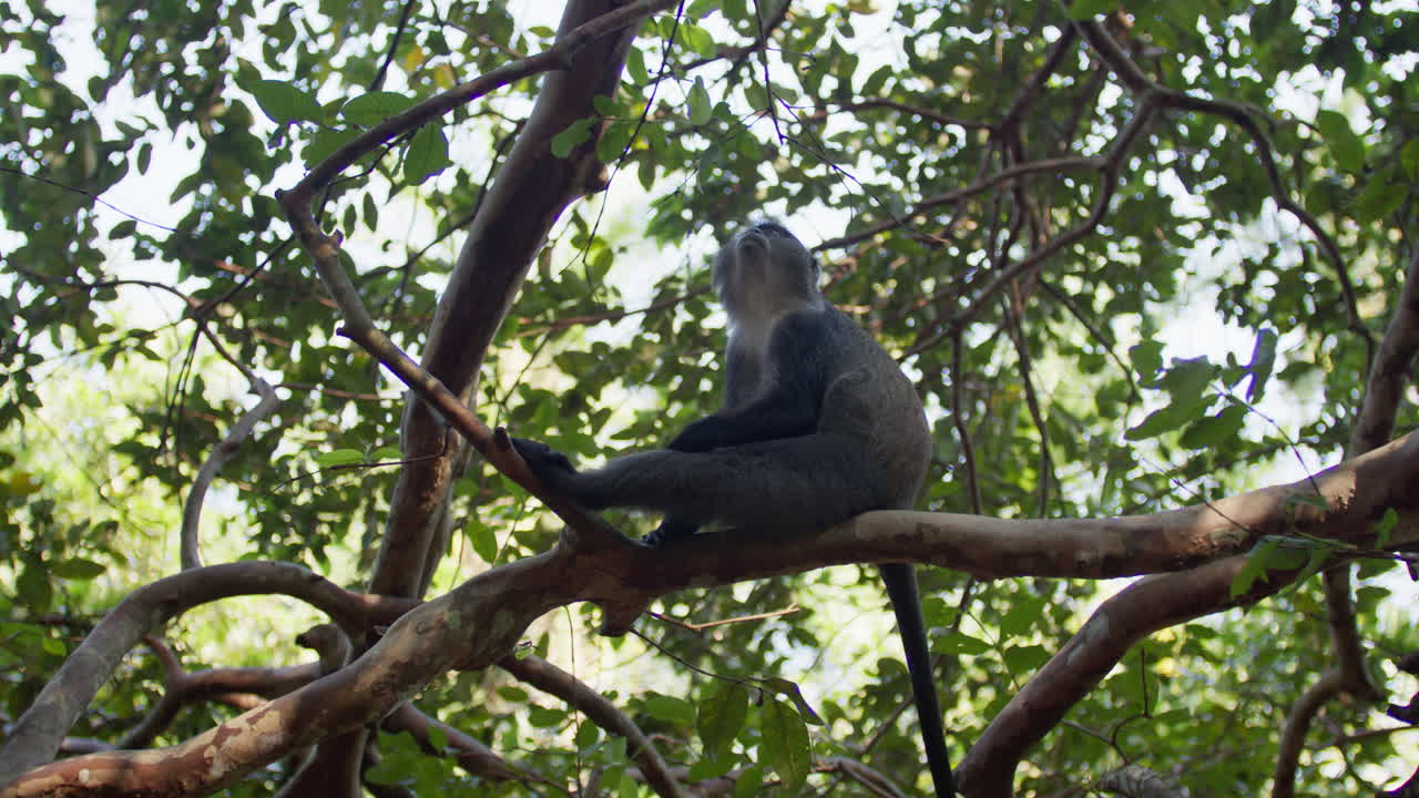 Blue monkey chilling high up on branch of a tree in Jozani tropical forest, Zanzibar.