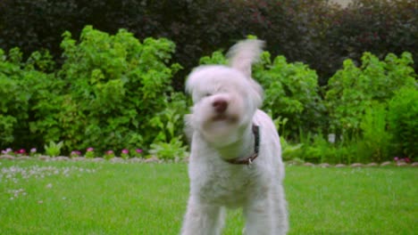 Batido-De-Labradoodle-Blanco.-Buen-Perro-Sacudiendo.-Hermoso-Animal-Afuera