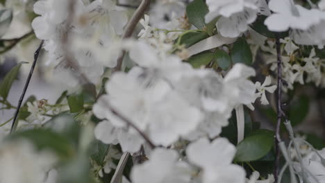 close-up of beautiful white flowers