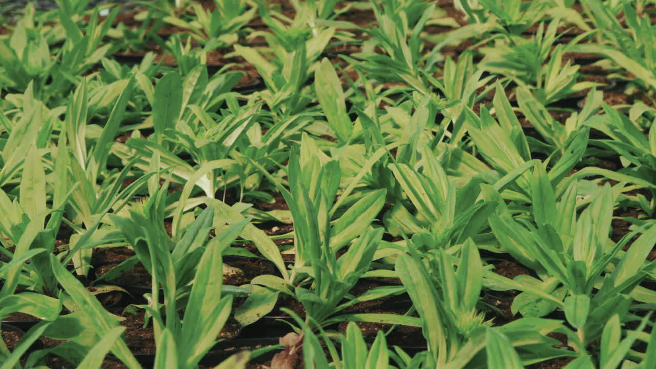 Tarragon Growing in Garden