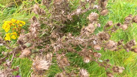 close-up of thistles and yellow flowers in nature