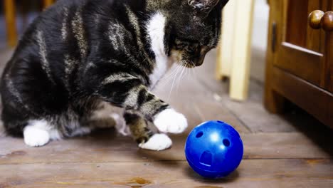 Rescue-cat-playing-with-treats-ball