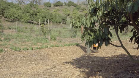 Un-Agricultor-Camina-A-Lo-Largo-Del-Borde-De-Un-Huerto-De-Aguacates-En-Una-Propiedad-De-Permacultura-Experimental-Summerland-Ca