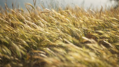 grass moving with the wind