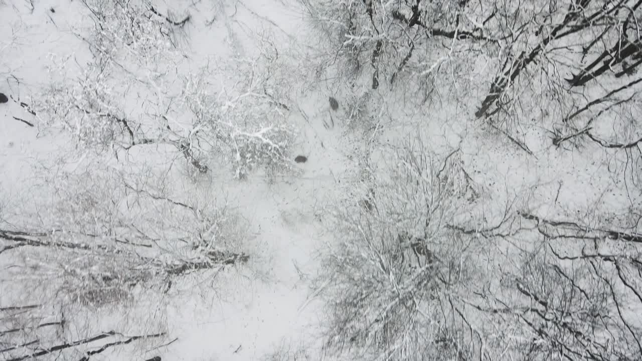 rintracciare alberi spogli innevati durante una forte tempesta invernale nel mid michigan