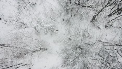 Verfolgung-Schneebedeckter-Kahler-Bäume-Während-Eines-Schweren-Wintersturms-In-Mid-Michigan