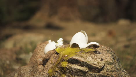 Close-up-view-of-egg-been-used-as-an-object-of-target-practice,broken-when-a-bullet-with-great-force-hits-it-on-a-shooting-range-on-the-outskirts-of-Pleasant-Valley,-California,USA