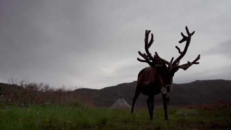 reindeer eating at the meadow in a cloudy day in norway