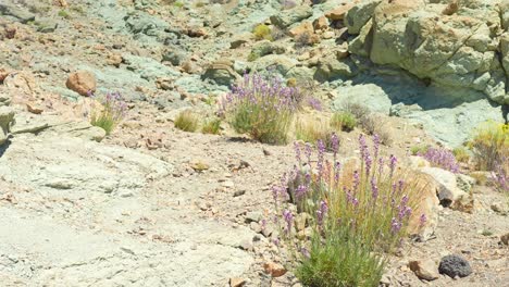 Flower-Patches-Pop-up-through-the-Dirt-at-Teide-National-Park