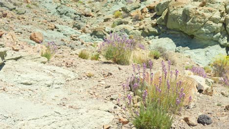 manchas de flores aparecen a través de la tierra en el parque nacional del teide