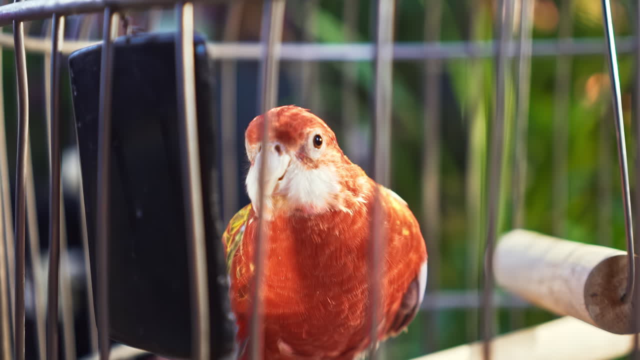 Sun conure parrot in a cage with greenery on the background. Domestic bird. Close up