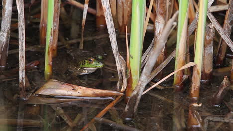 Grüner-Frosch-Blickt-Hungrig-Auf-Kleine-Fliege-Auf-Hohem-Schilfstiel-Im-Teichwasser