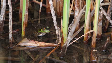 green frog looks hungrily at small fly on tall pond water reed stalk