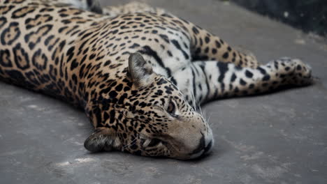 beautiful young jaguar resting on the concrete slab in a granby zoo, quebec, canada