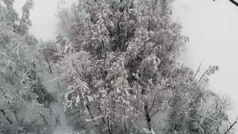 landschaft von baumkronen im schnee, gefrorene waldlandschaft im winter, sicht aus der luft