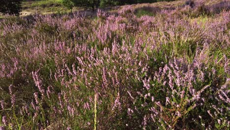 Closeup-of-purple-blooming-heather-in-national-park-De-Meinweg,-Netherlands---4k60p