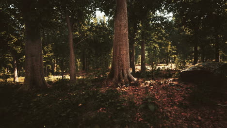 Early-morning-with-sunrise-in-forest