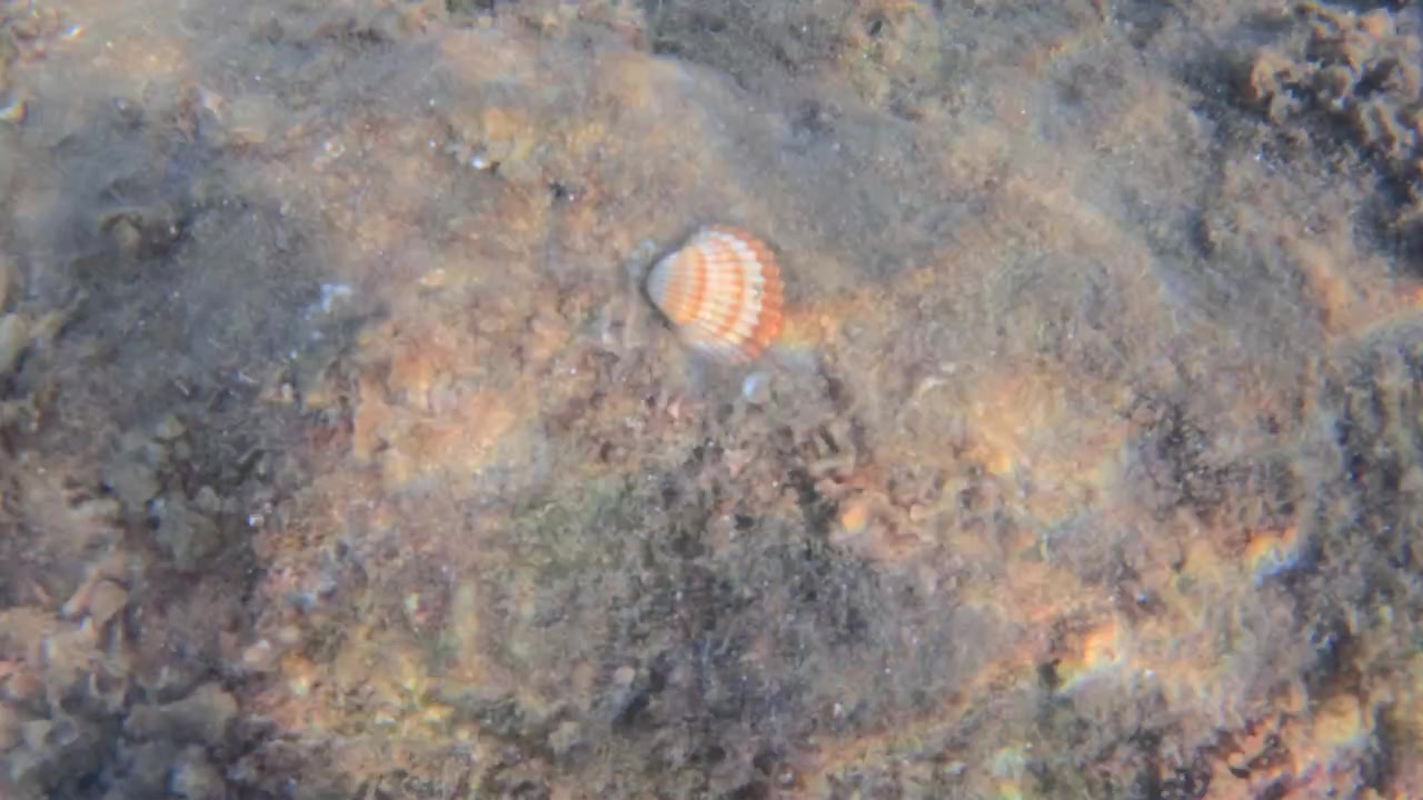 Seashell resting on the sandy ocean floor, illuminated by natural sunlight creating vibrant rainbow light refractions underwater