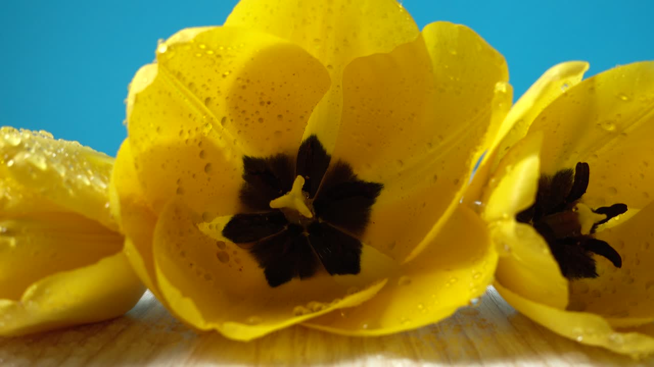 Fotografía de tulipanes en primer plano