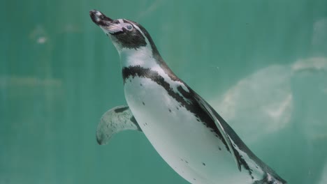 raft of magellanic penguins swimming under the crystal-clear water of sea