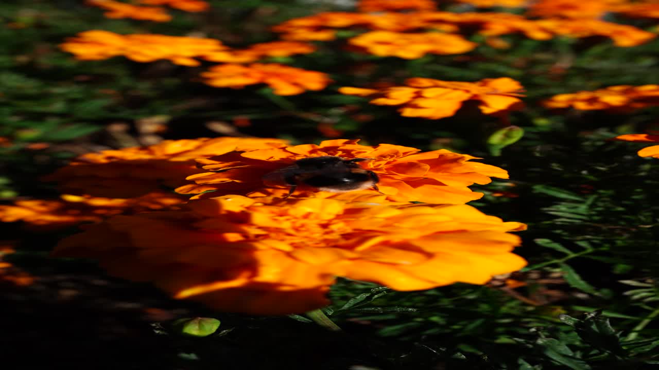 Bombo che raccoglie nettare su un fiore di calendula arancione brillante con sfondo sfocato di giardino.