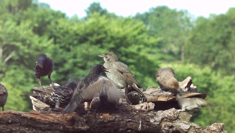 Gewöhnliche-Stare,-Die-Sich-An-Einer-Futterstation-Mit-Bäumen-Im-Hintergrund-Streiten