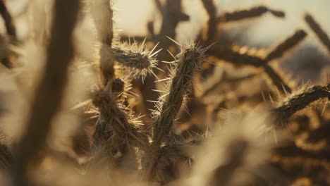 close-up of prickly pear cactus in desert sunlight
