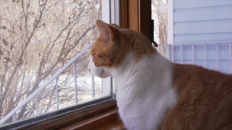 cat staring out of a window