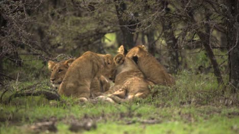 cachorros de león reunidos en matorrales