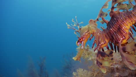 Dragón-De-Mar-Frondoso-Con-Huevos-4k-Cámara-Lenta-Sur-De-Australia