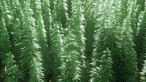 lush green rows of cannabis plants thriving in bright sunlight