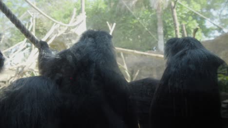 una familia de languros javanes sentados en su recinto en el zoológico de bali