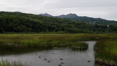 4K-Drohnenaufnahmen-Aus-Der-Luft-Von-Enten,-Die-Im-Sommer-Im-Wasser-Eines-Sumpf-Feuchtgebiets-In-Alaska-Waten