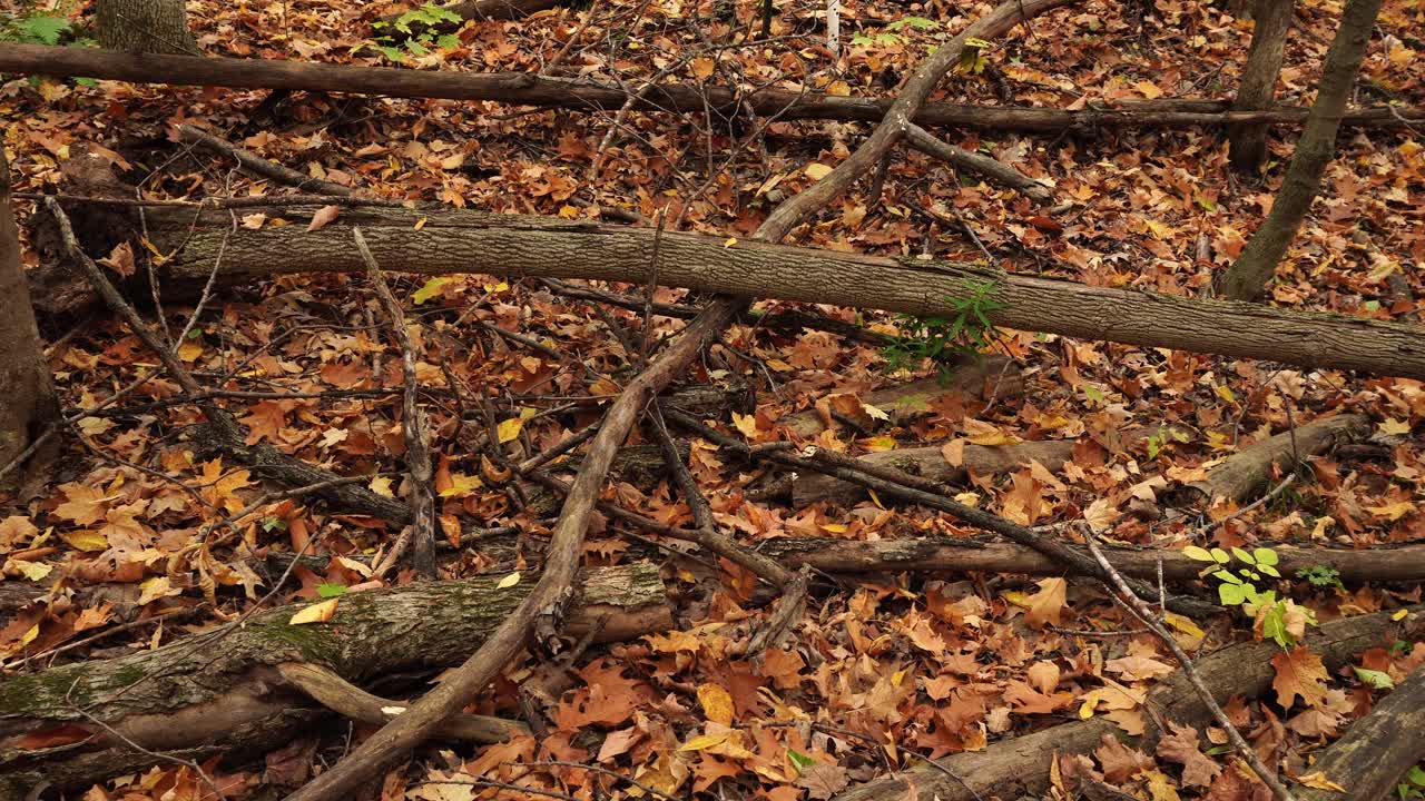 Eine Mischung aus Ästen, die sich in alle Richtungen ausbreiten, mit herabgefallenen Herbstblättern verleiht dem Bild eine wirklich schöne Dimension.