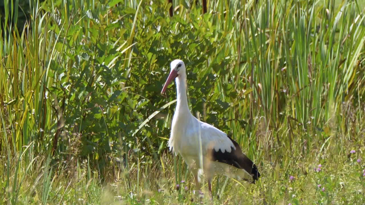primer plano de la cigüeña salvaje entre la hierba alta en la caza durante el día soleado - tiro de seguimiento