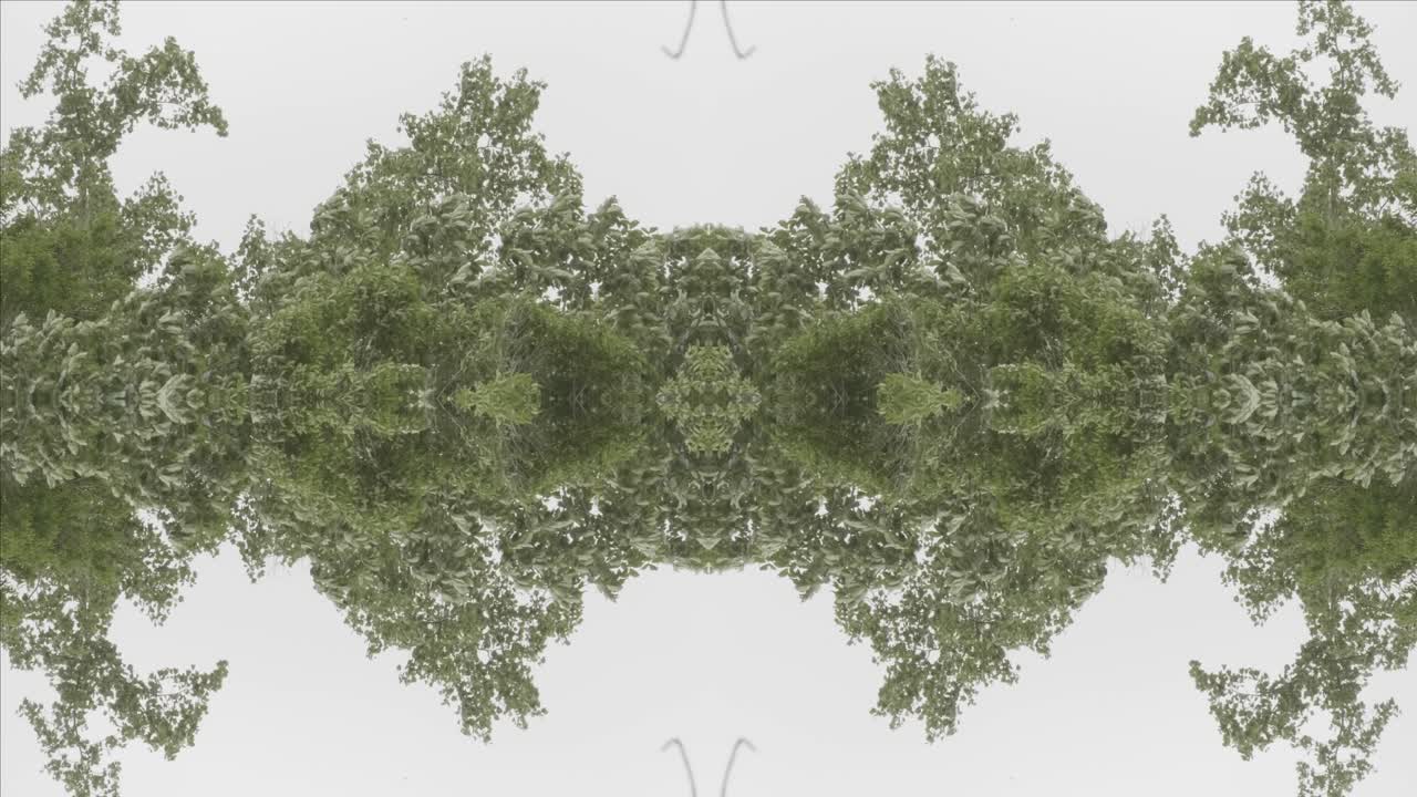 caleidoscopio de vegetación usando imágenes de bosque de wissahickon creek, philadelphia, #18