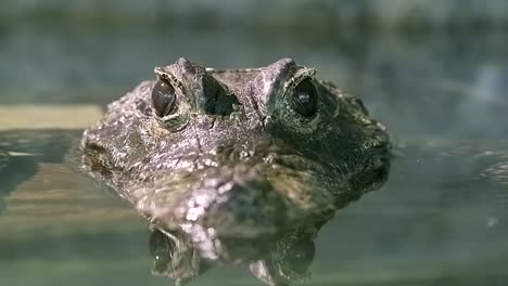 african dwarf crocodile emerge from the river closing and opening both eyes - closeup shot