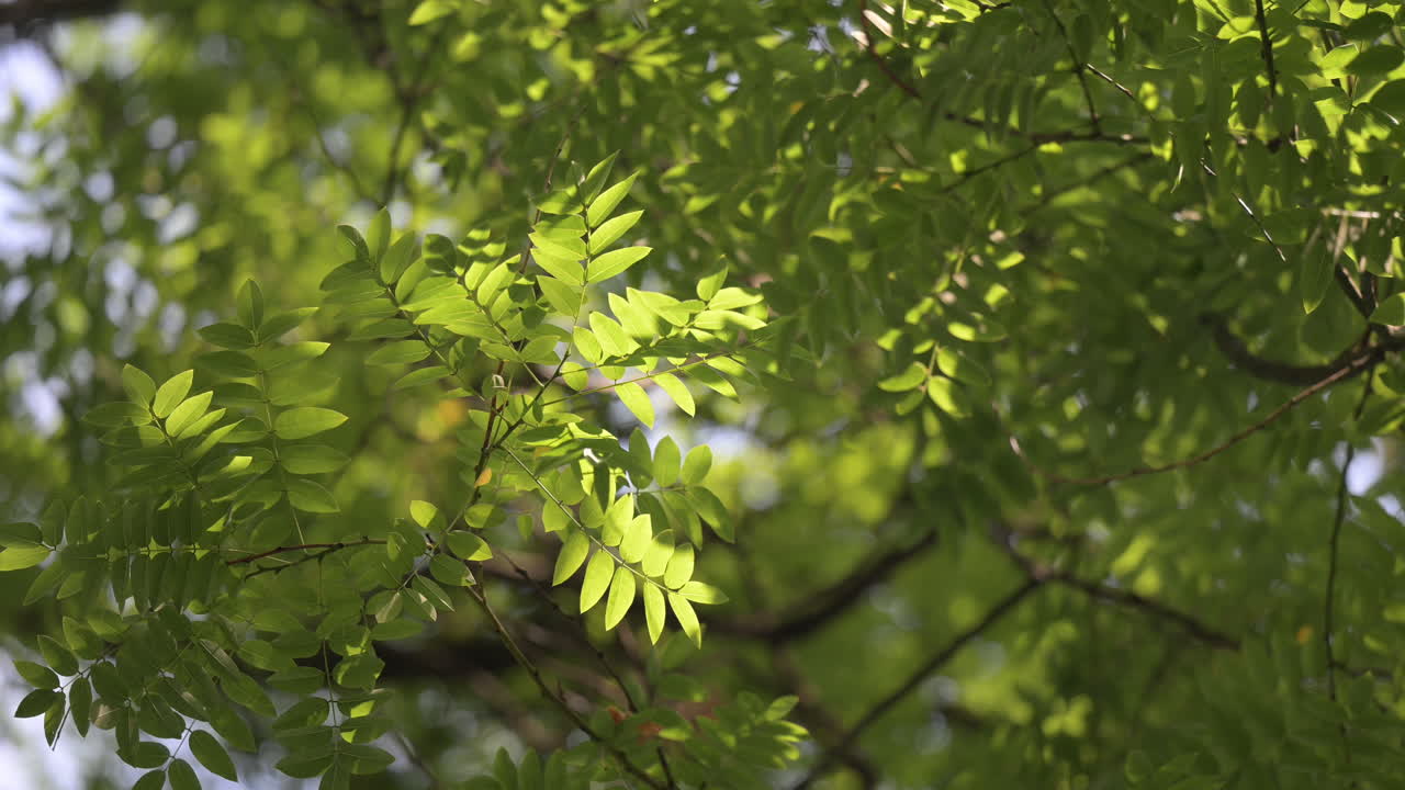 Sunlight shining through fresh green acacia leaves