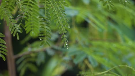 Exuberantes-Hojas-Verdes-De-Un-árbol-Con-Gotas-De-Lluvia-En-Fiji---Primer-Plano