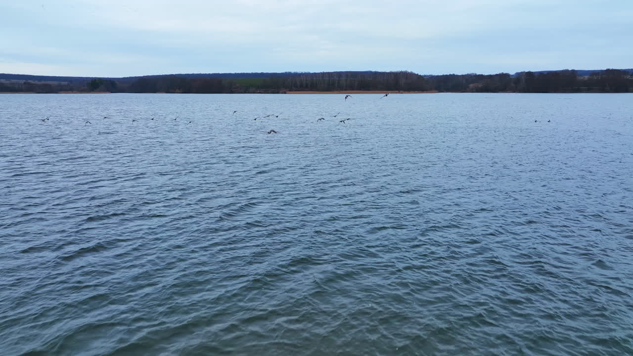 Dark silhouettes of birds flying low over the river surface. Drone shot following aquatic birds. Autumn foresty backdrop.