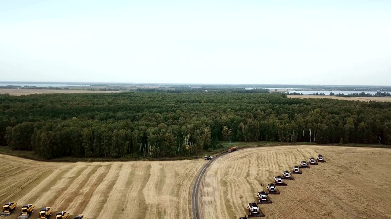 сборщики собирают пшеницу