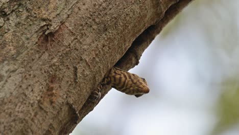 looking out in an overhang position with its claws out then quickly retreats inside to hide, clouded monitor lizard varanus nebulosus, thailand